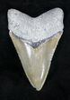 Serrated, Bone Valley Megalodon Tooth #20678-1